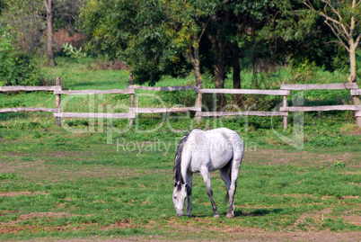 white horse on pasture