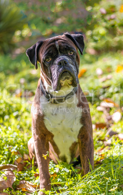 Portrait of nice german boxer dog