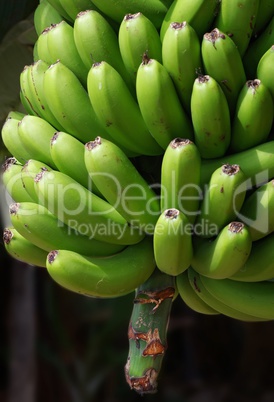 Bananen Staude