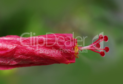 Hibiskus