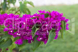 Purple Bougainvillea Flower photo on nature background .