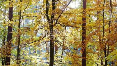 Buchenwald im Herbst