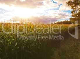 corn field