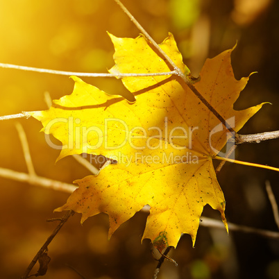 yellow maple leaf on blurred background