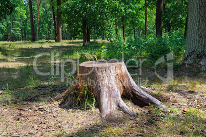an old stump in the summer park
