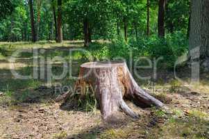 an old stump in the summer park