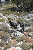 Ziege auf Kreta