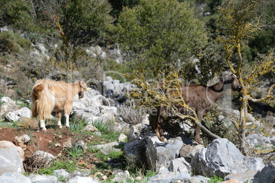 Ziege auf Kreta