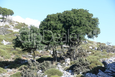 Bäume auf Kreta