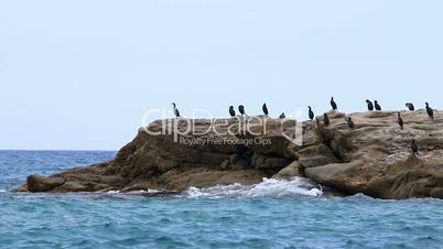 Great cormorant flock standing on a rock