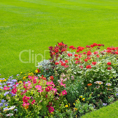 beautiful background of bright garden flowers