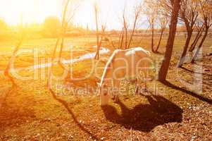 Horse eating grass at Holy Fish Pond