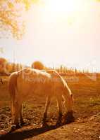 Horse at Holy Fish Pond during sunrise