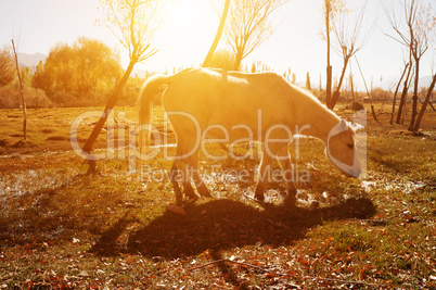 Horse at Holy Fish Pond