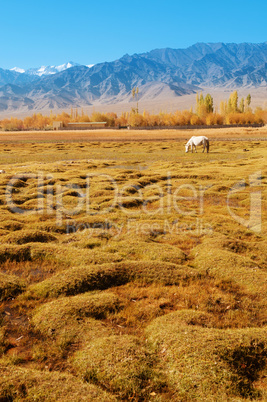 Holy Fish Pond landscape