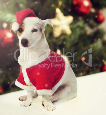 Dog dressed as Santa Claus in Christmas theme
