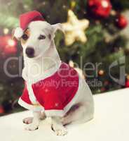 Dog dressed as Santa Claus in Christmas theme