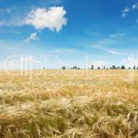 ripe wheat on a field