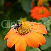 Big bumble bee on flower