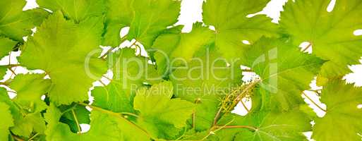 Background of fresh grape leaves