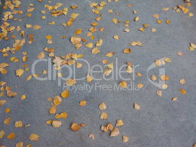 Autumn leaves background