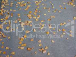 Autumn leaves background