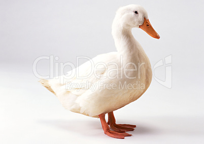 Cute Duck