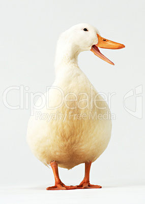 Cute Duck