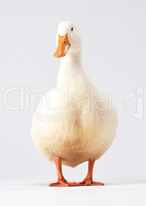 Cute Duck