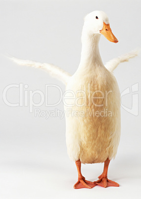 Cute Duck