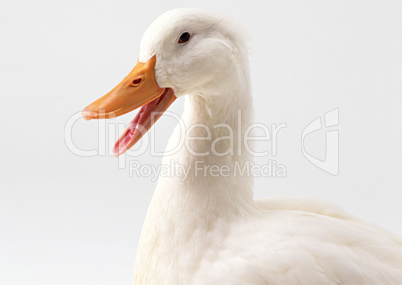 Cute Duck