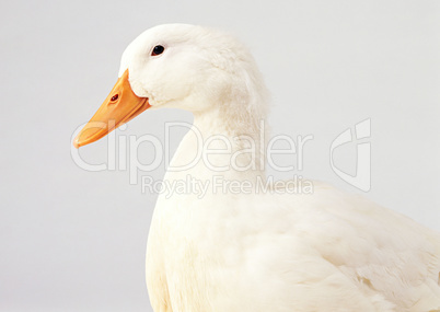 Cute Duck