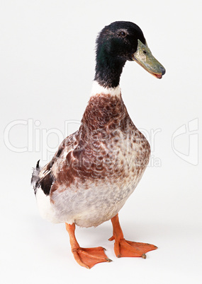 Cute Duck