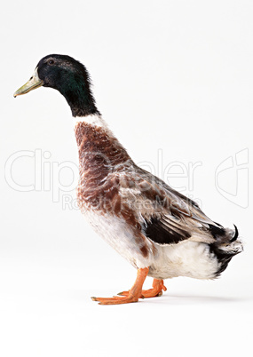 Cute Duck