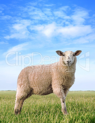 The pretty sheep