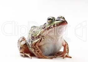 Wild Frog