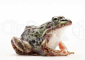 Wild Frog