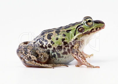 Wild Frog