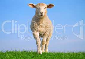 The independent sheep