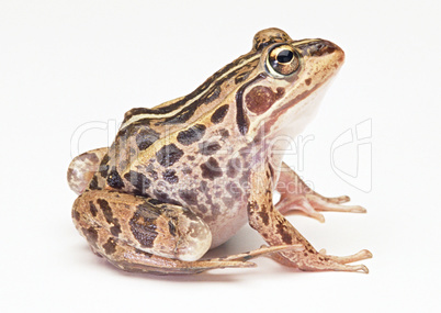 Wild Frog