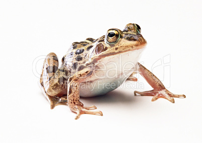 Wild Frog