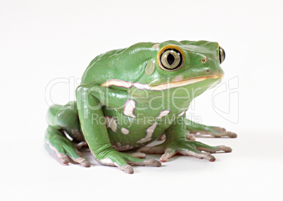 Wild Frog