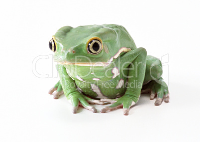 Wild Frog