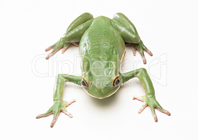 Wild Frog