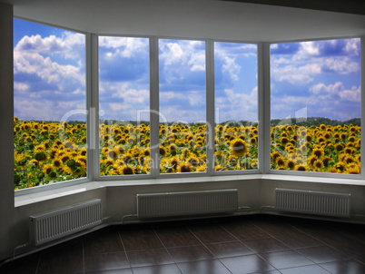 plastic windows overlooking the field of sunflowers