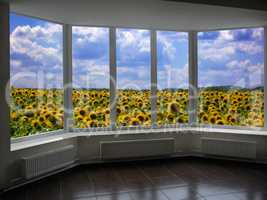 plastic windows overlooking the field of sunflowers