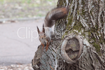 squirrel on the tree in the park