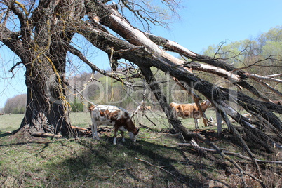 cows on the pasture near the huge fallen tree