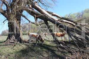 cows on the pasture near the huge fallen tree