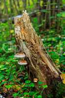 mushrooms on the stump